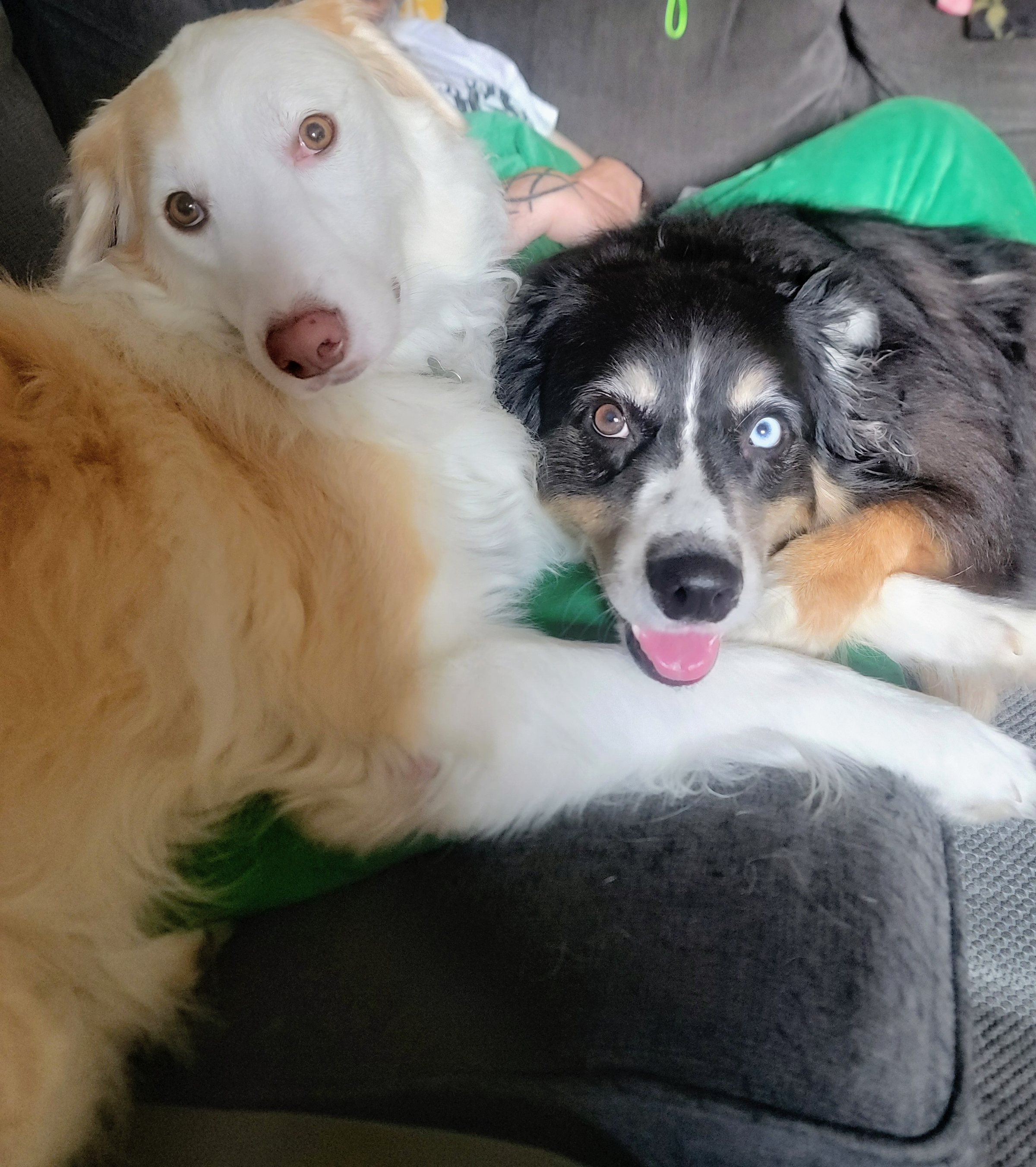 A dog relaxing comfortably on a couch at home