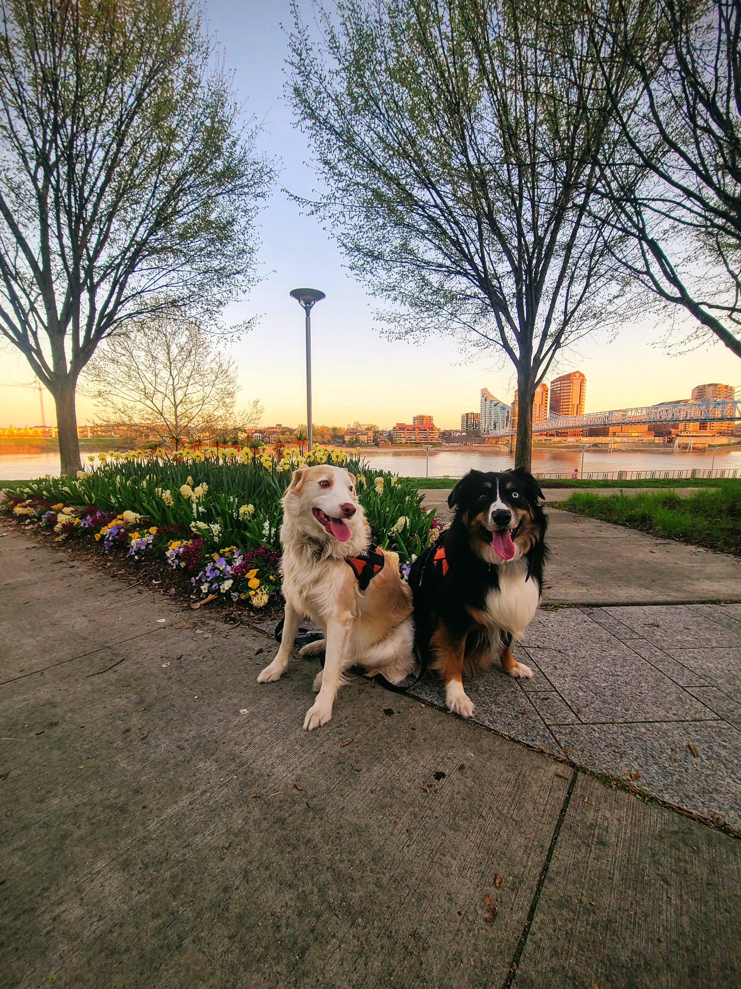 Two dogs sitting along the Cincinnati riverfront at sunset, with the skyline and bridge in the background