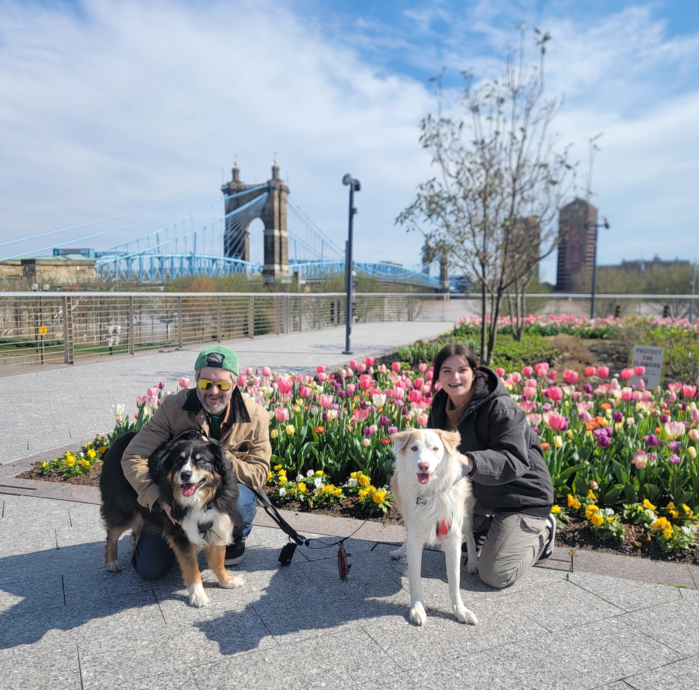 Matt MacLeod and a friend kneeling with two dogs along the Cincinnati riverfront, tulips and the Roebling Bridge behind them