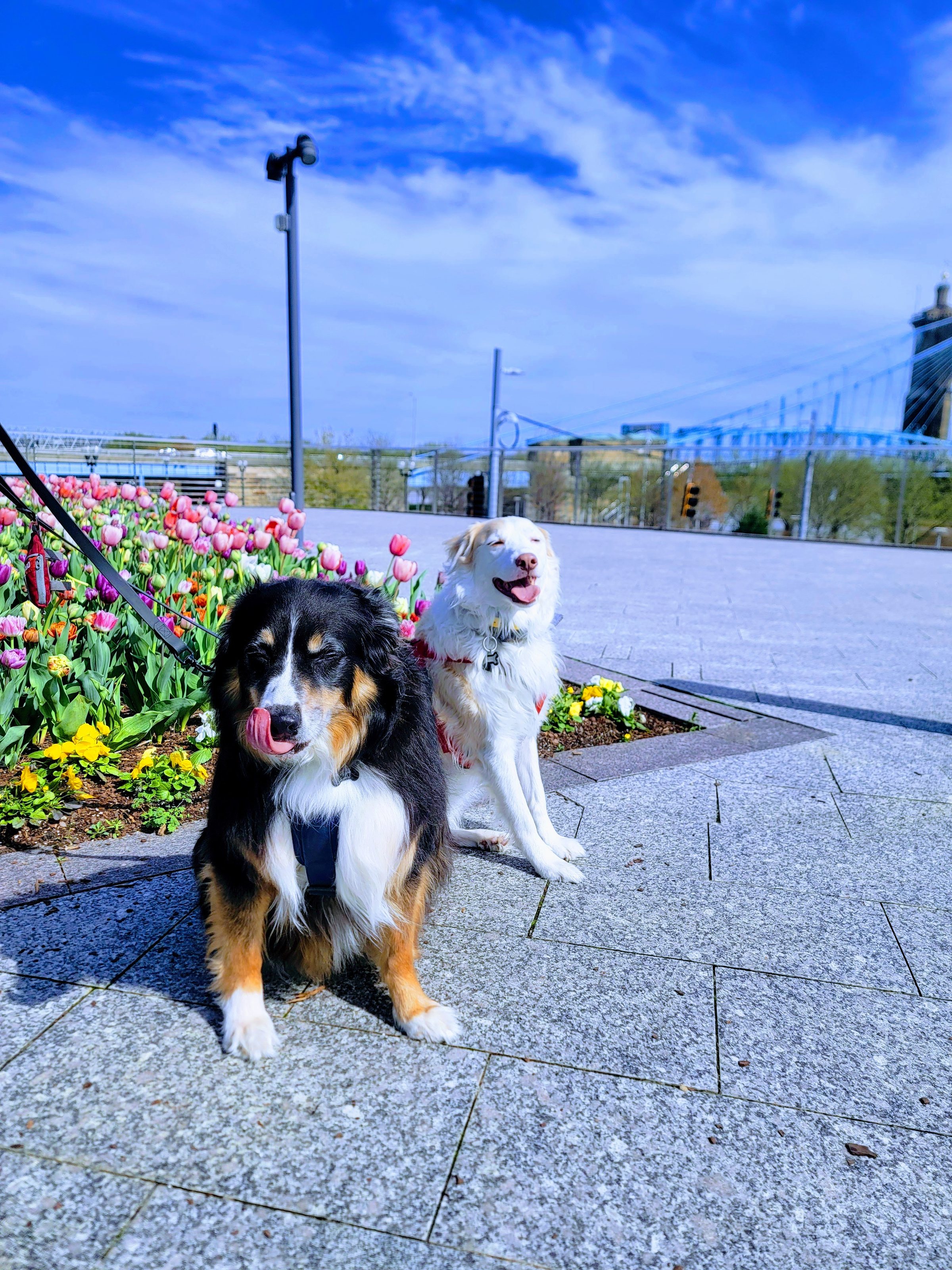 A dog sitting along the Cincinnati riverfront with the downtown skyline and blooming tulips in the background