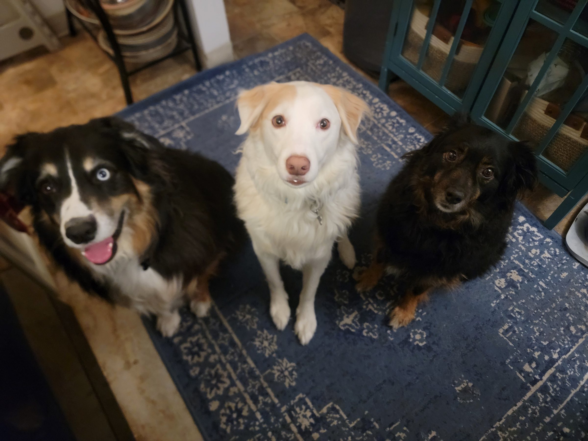 Three well-trained dogs sitting attentively side by side outdoors