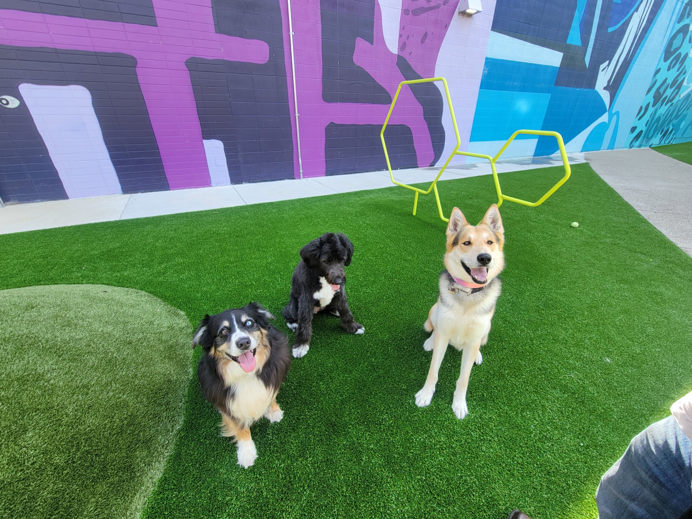 A small pack of dogs playing together outdoors near a colorful mural