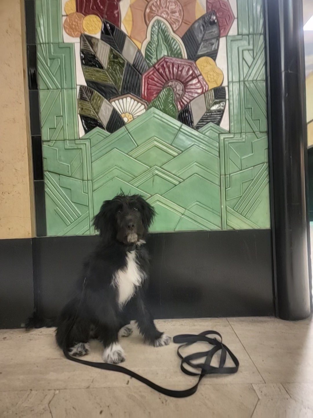 A dog sitting calmly with its leash on, waiting by a decorative tiled wall